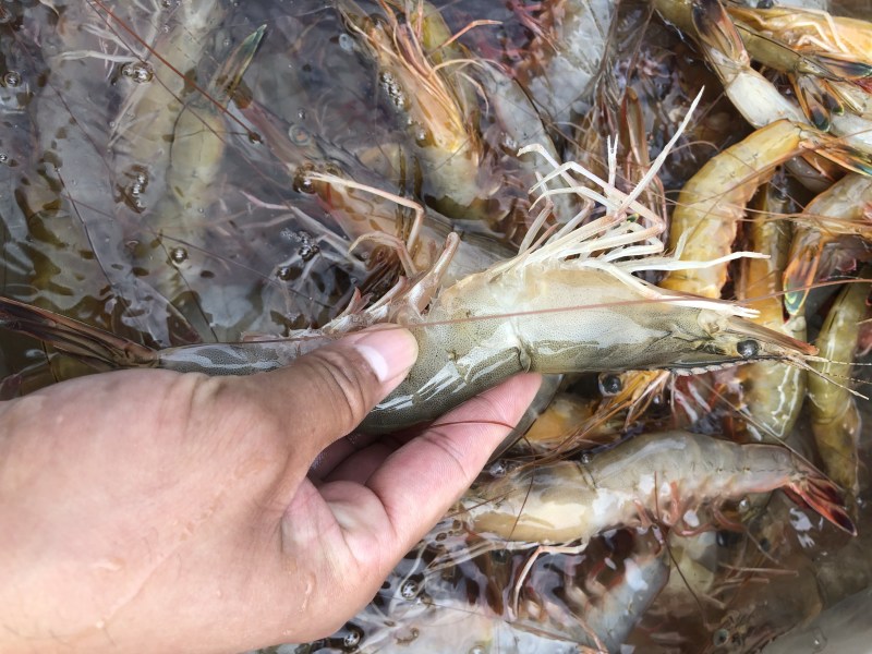 烟台渤海湾大对虾大小都有原浆不泡水