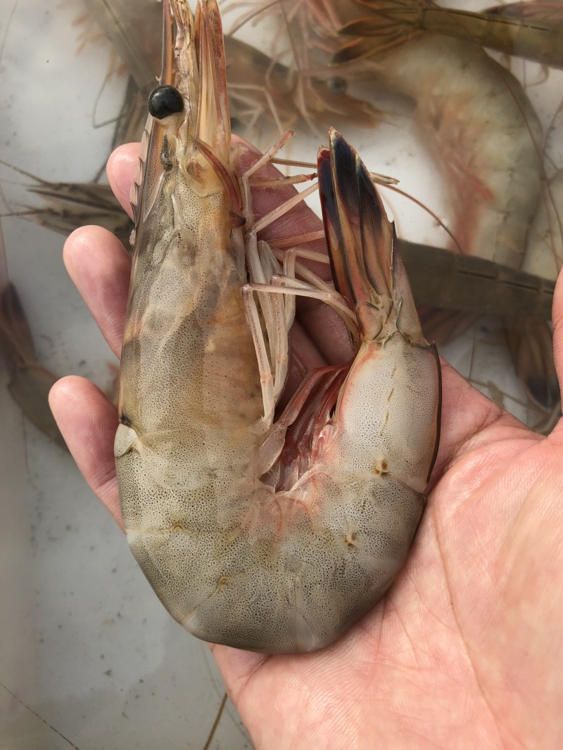 烟台渤海湾大对虾大小都有原浆不泡水