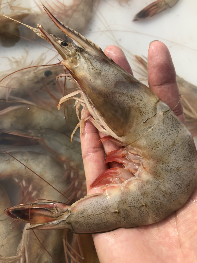 烟台渤海湾大对虾大小都有原浆不泡水