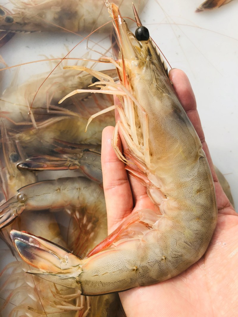 烟台渤海湾大对虾大小都有原浆不泡水