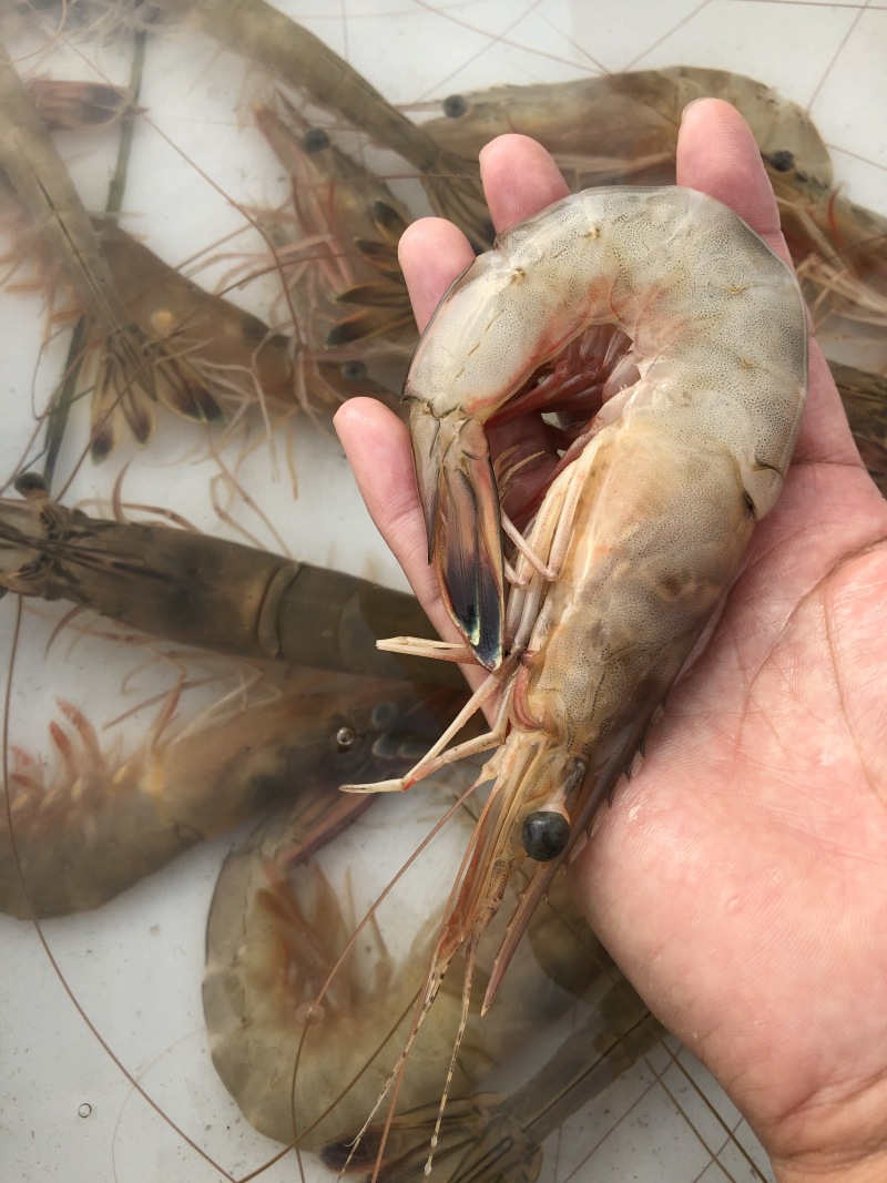烟台渤海湾大对虾大小都有原浆不泡水