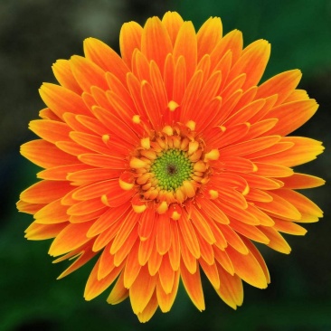 非洲菊籽种四季开花易种易活花海观赏花草植物