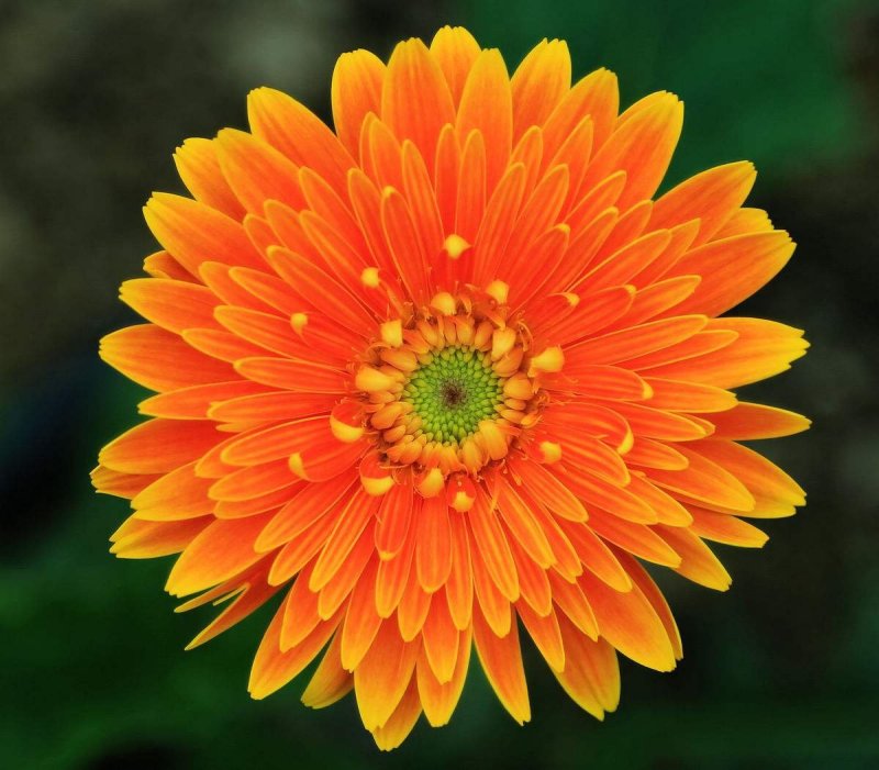 非洲菊籽种四季开花易种易活花海观赏花草植物