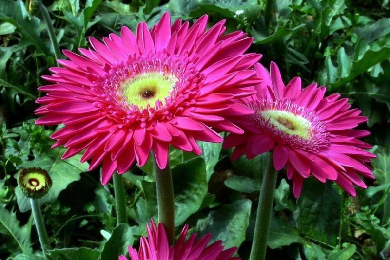 非洲菊籽种四季开花易种易活花海观赏花草植物
