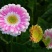 非洲菊籽种四季开花易种易活花海观赏花草植物