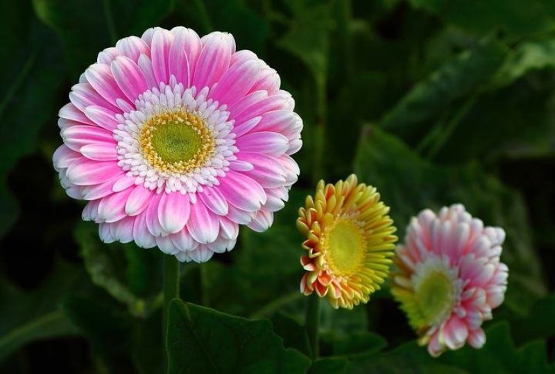 非洲菊籽种四季开花易种易活花海观赏花草植物
