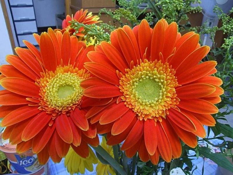 非洲菊籽种四季开花易种易活花海观赏花草植物