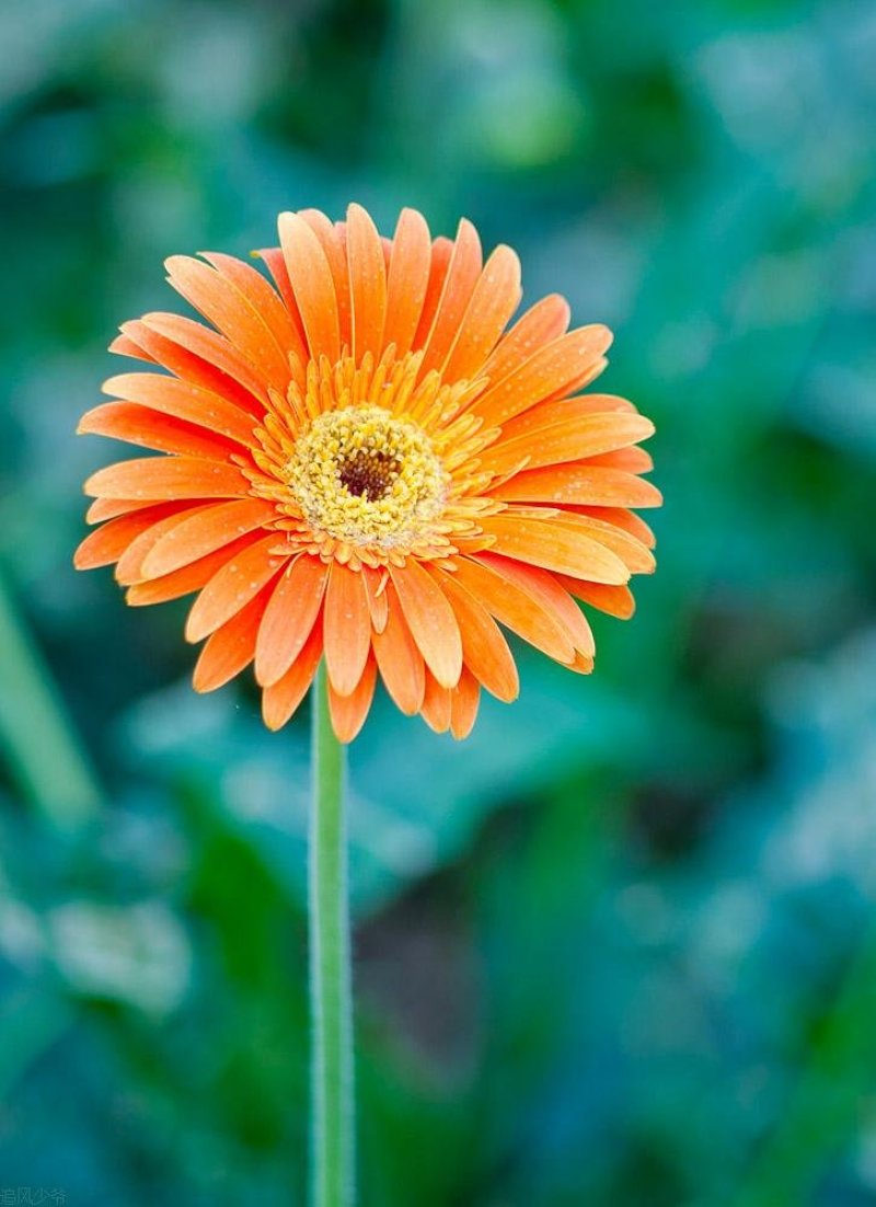 非洲菊籽种四季开花易种易活花海观赏花草植物