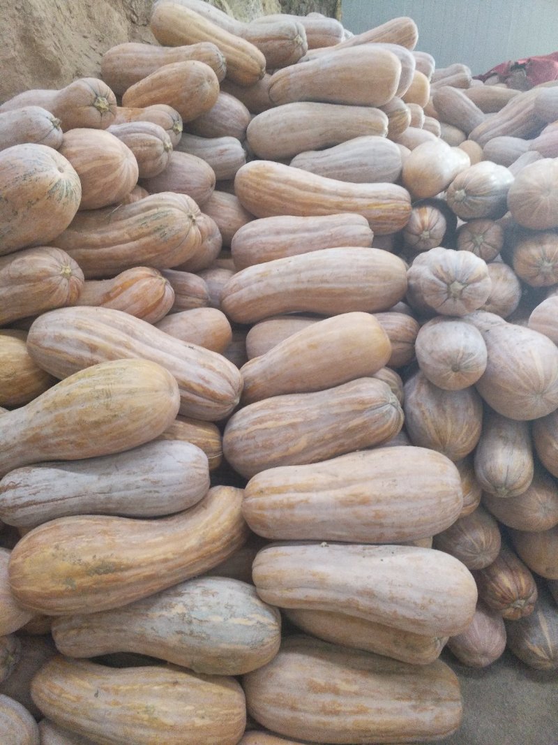 蜜本南瓜。八斤以上头茌瓜，个大颜色好，诚信经营。地头装车