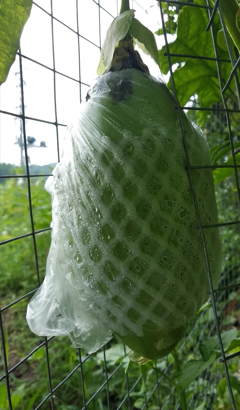 木瓜百香果苗，可盆栽，可种植，提供技术指导