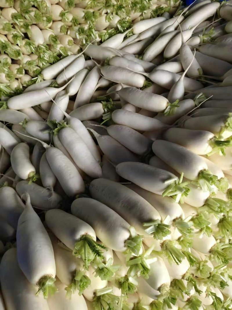 白萝卜散装，打包，大量供应现货，