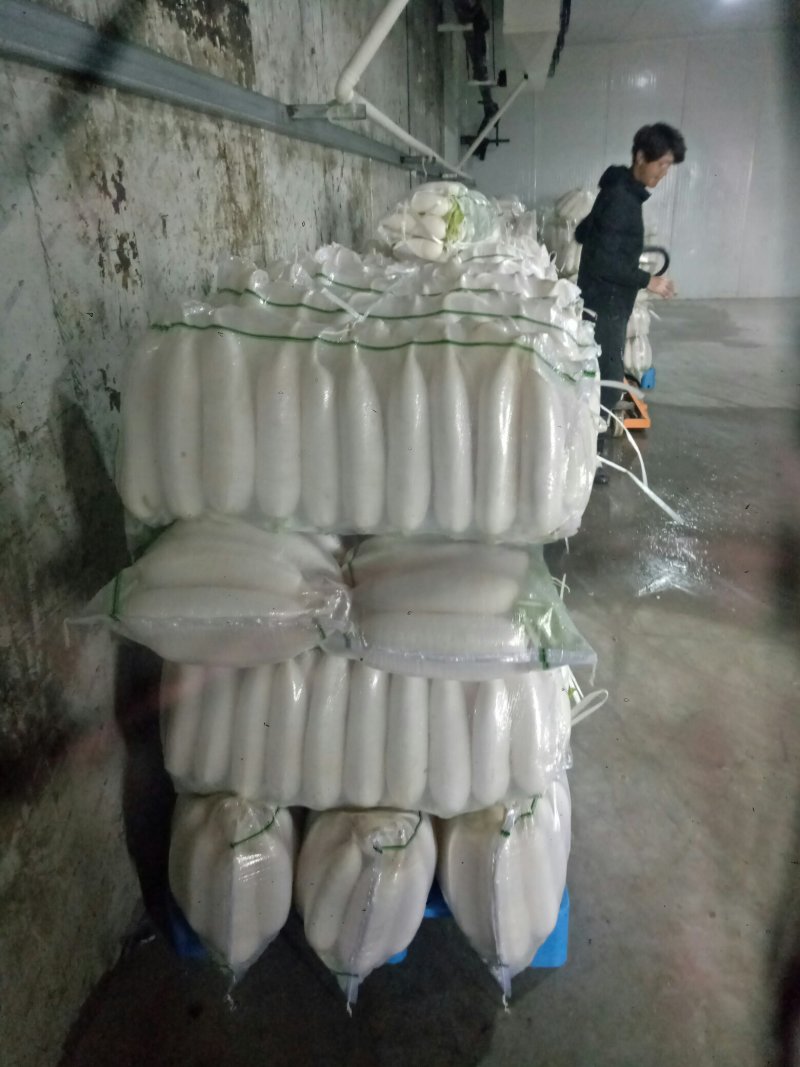 白萝卜散装，打包，大量供应现货，