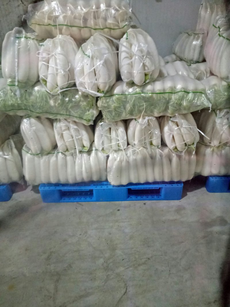 白萝卜散装，打包，大量供应现货，