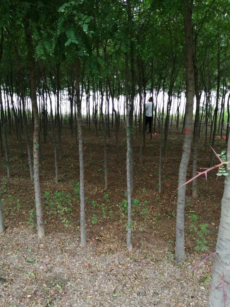 皂角树，直径2公分一5公分价格7一50元负责装车有一万多