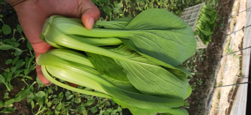 精品青菜，长期供应。一手货源