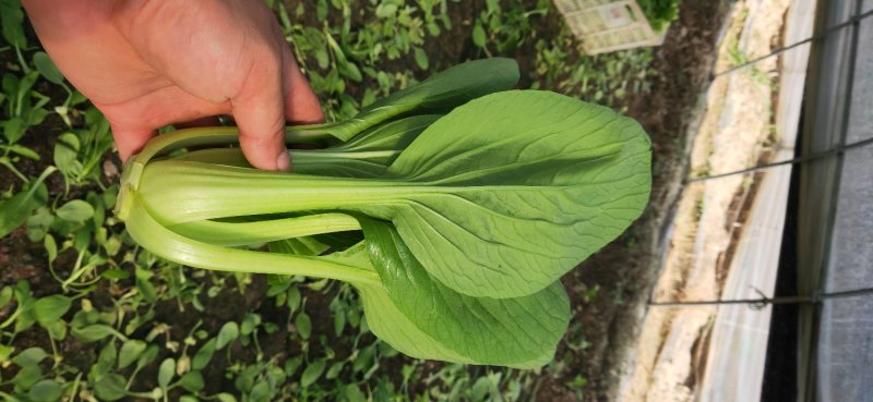 精品青菜，长期供应。一手货源