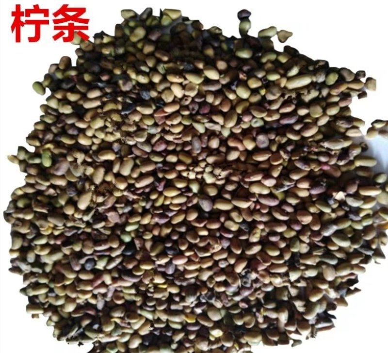 柠条籽，产地宁夏，质优价实，品质保证，药典标准道地良药