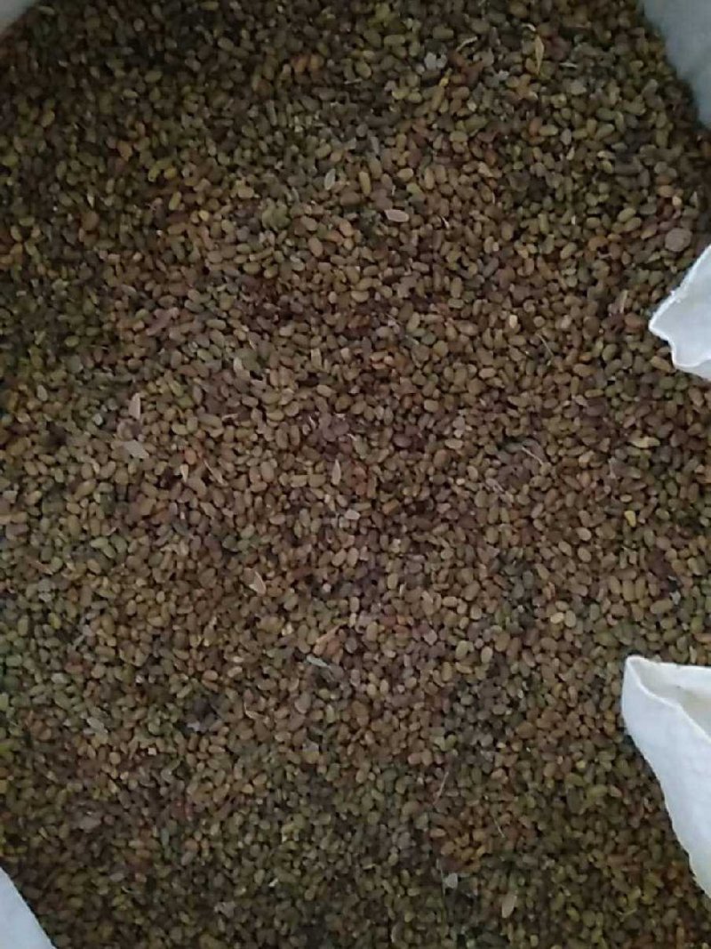 柠条籽，产地宁夏，质优价实，品质保证，药典标准道地良药