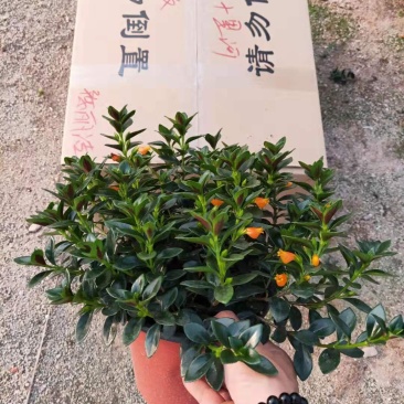 精品16杯金鱼草带花苞