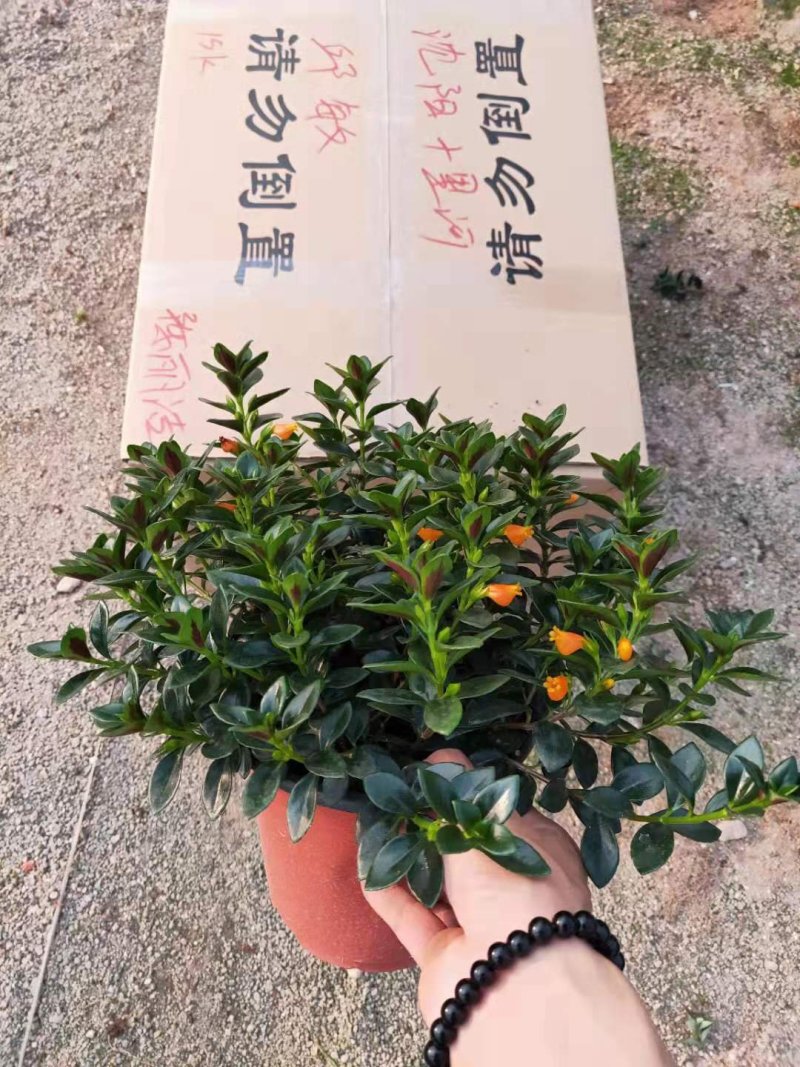 精品16杯金鱼草带花苞