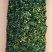 精品16杯金鱼草带花苞