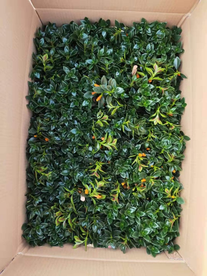 精品16杯金鱼草带花苞