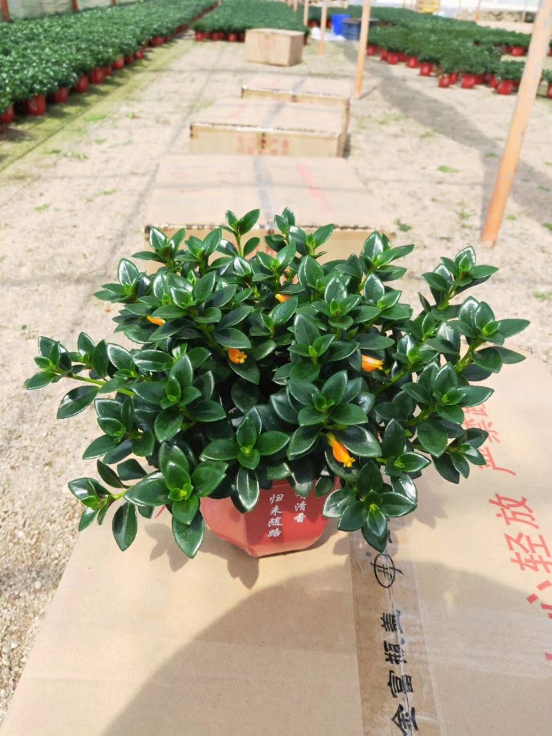 精品16杯金鱼草带花苞
