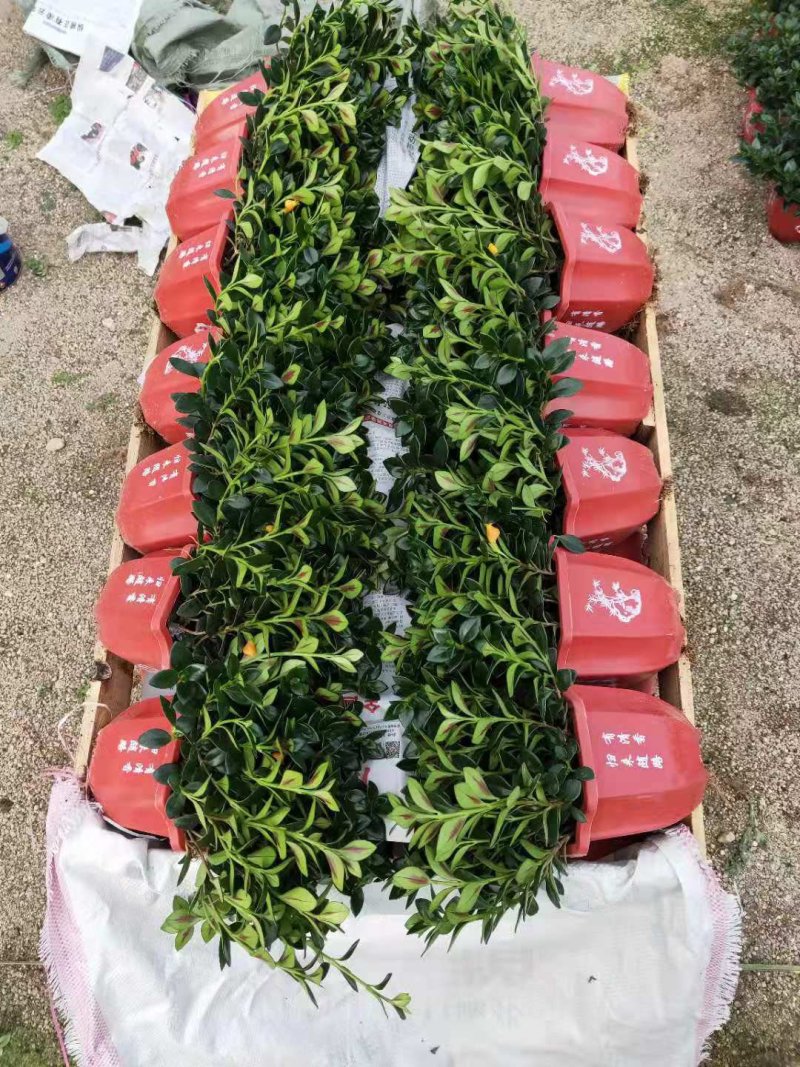 精品16杯金鱼草带花苞