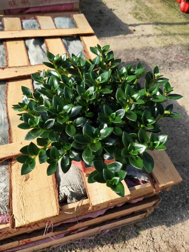 精品16杯金鱼草带花苞