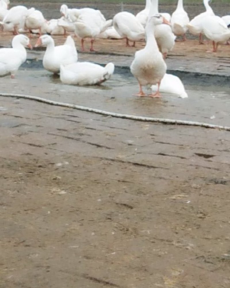 鹅