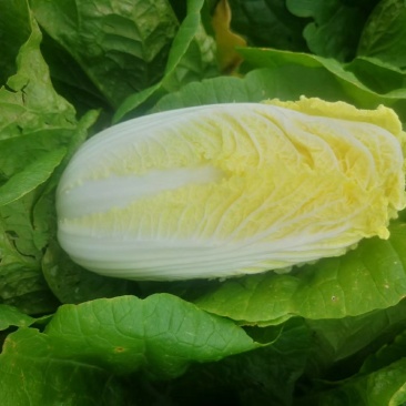 大量上市固安黄心娃娃菜
