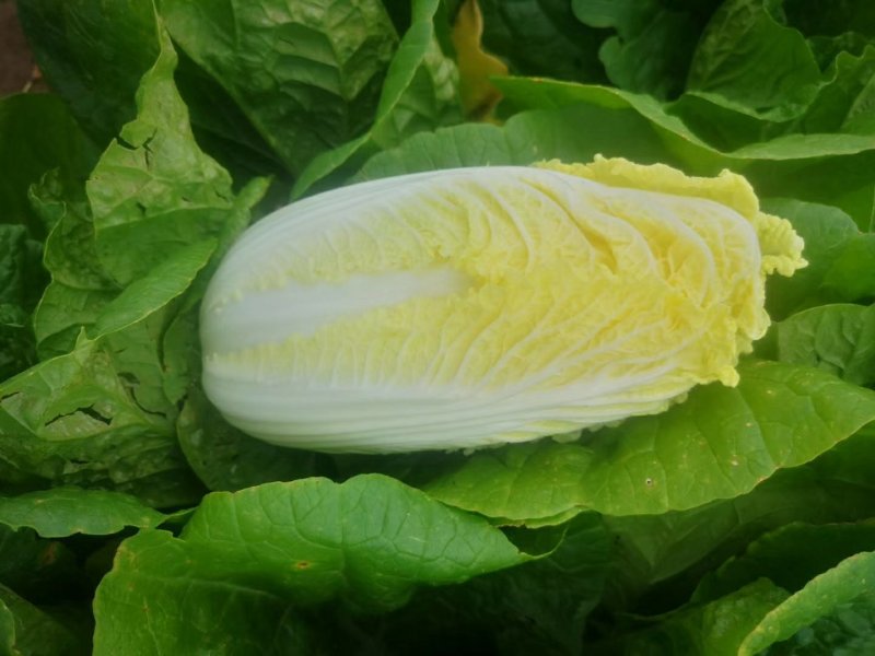 大量上市固安黄心娃娃菜