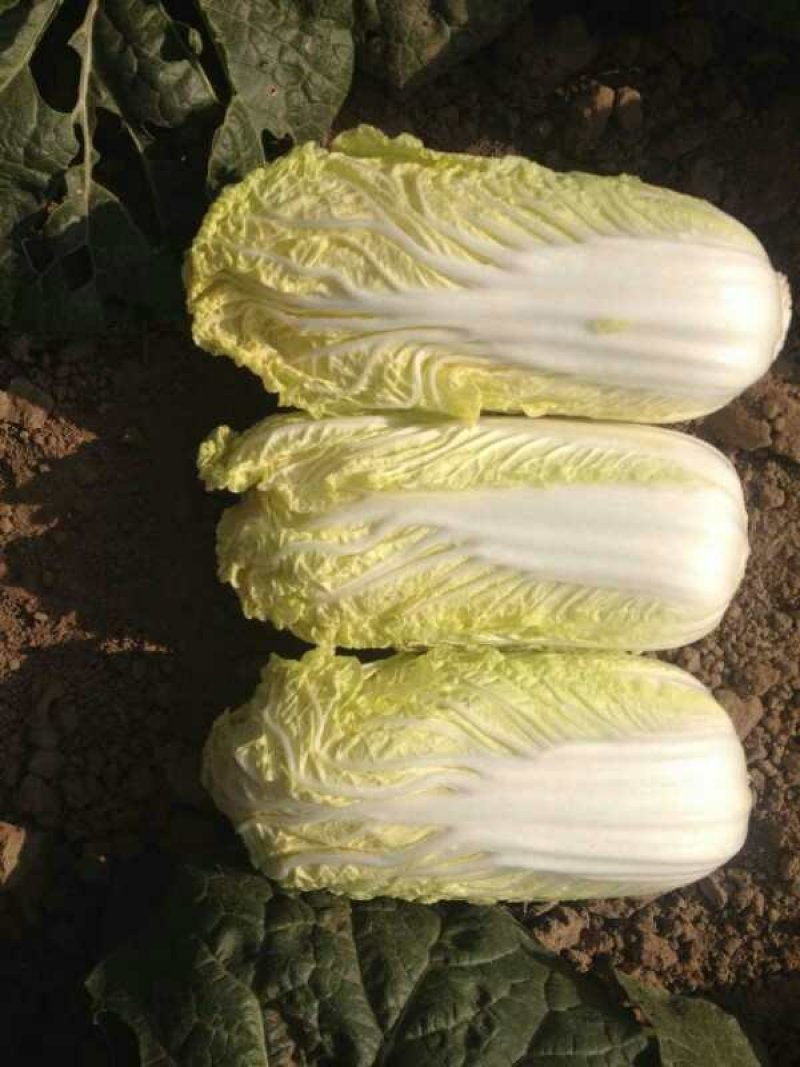 大量上市固安黄心娃娃菜