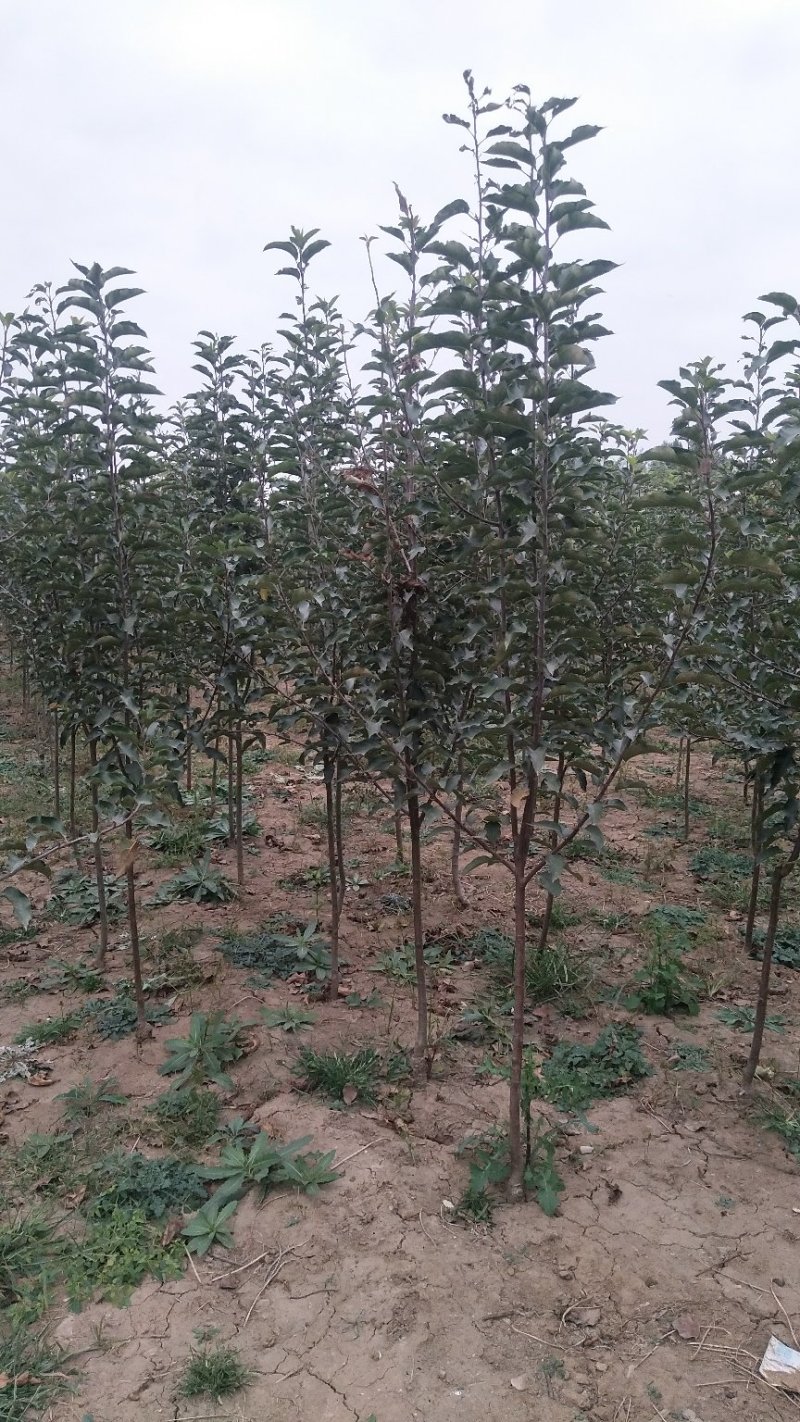 唐山市遵化鸡心果海棠3~6公分非常好吃的果海棠