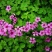红花酢浆草种球