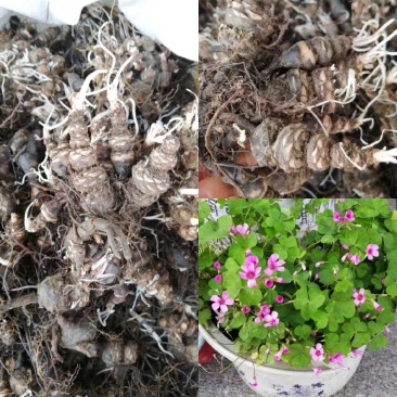 红花酢浆草种球