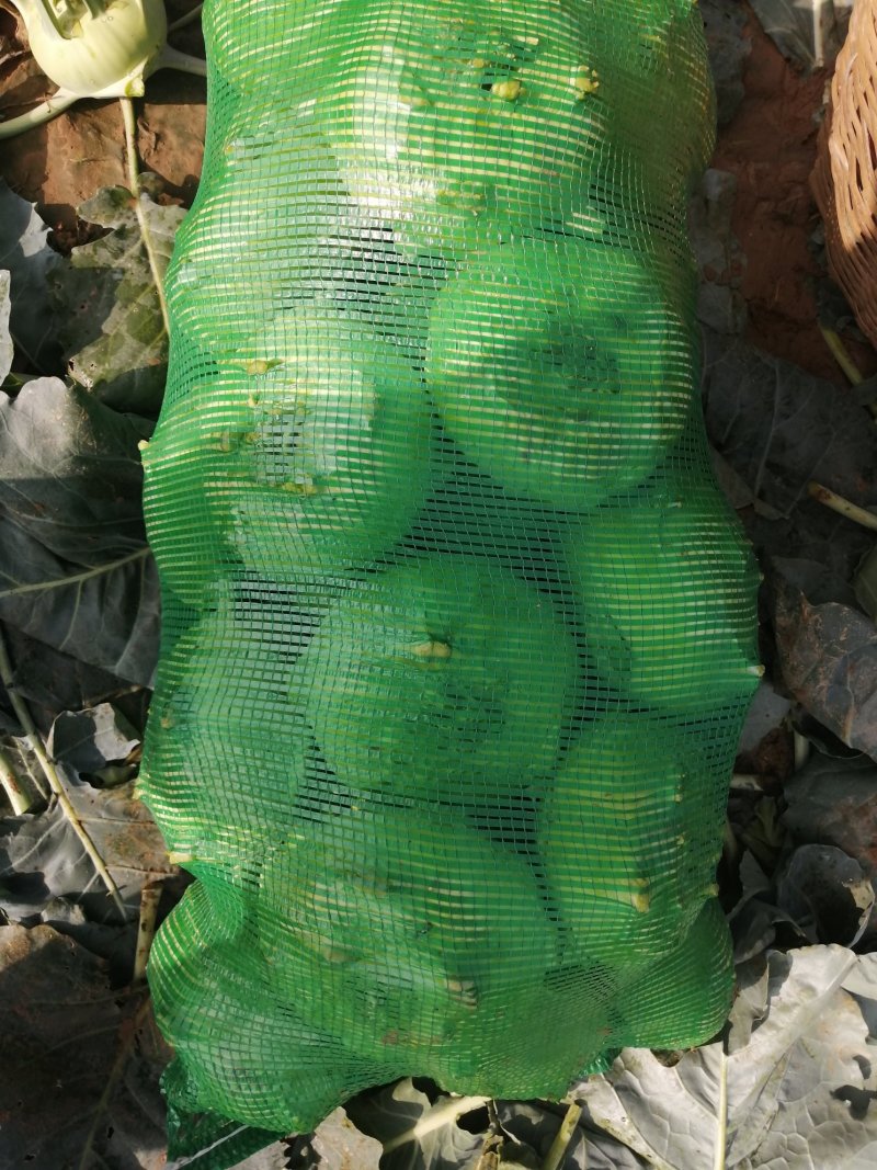 苤蓝，泰安肥城皮兰大量上市，质优价廉，货源充足