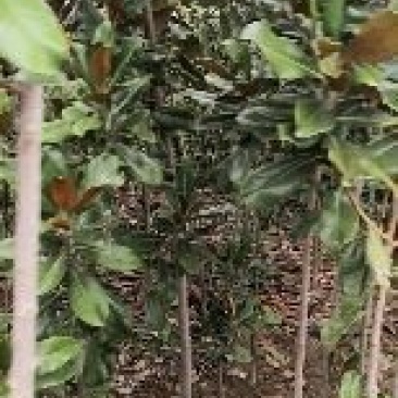 广玉兰绿化苗木乔木类