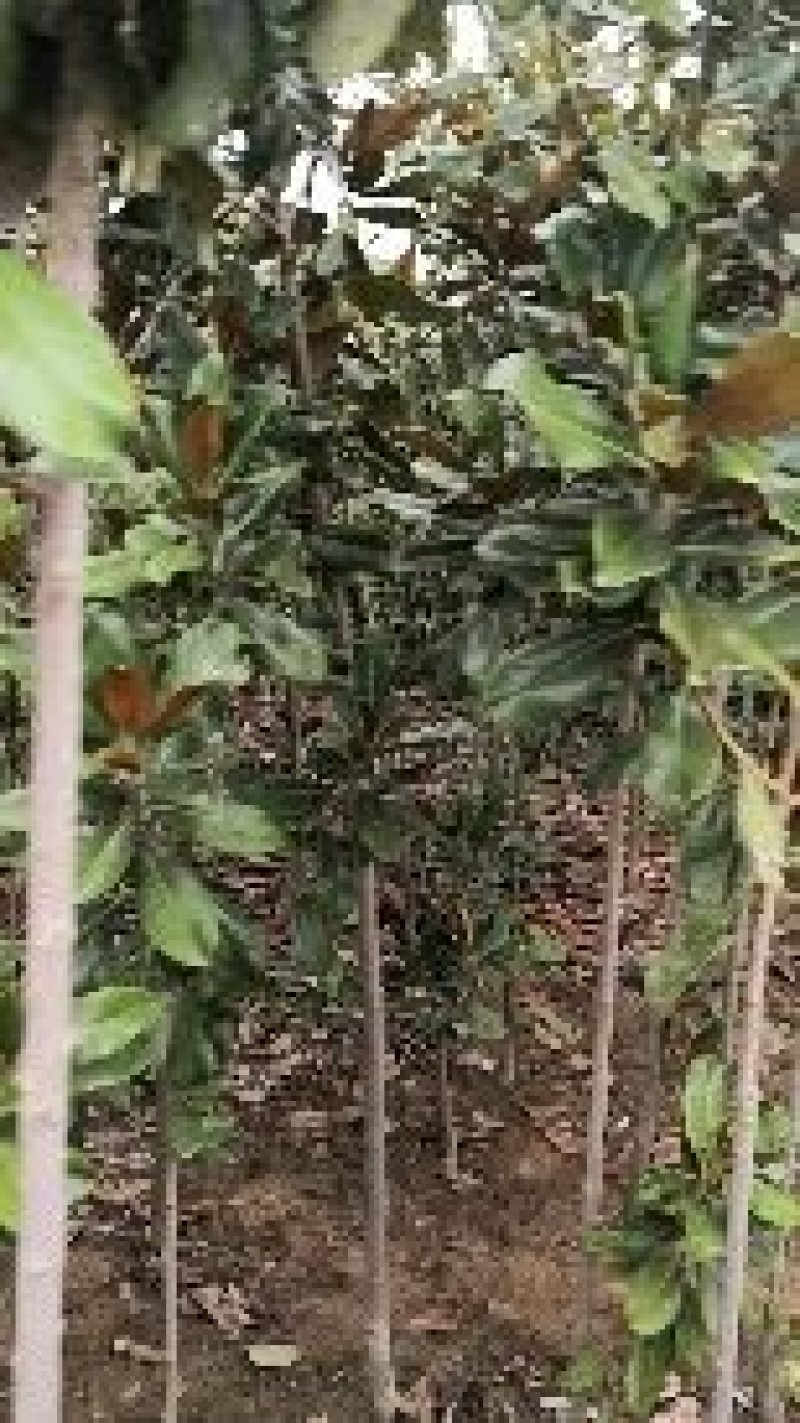 广玉兰绿化苗木乔木类