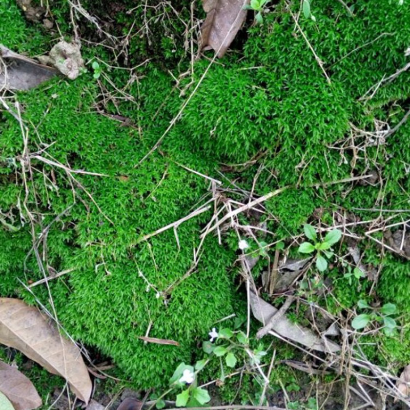 苔藓青苔