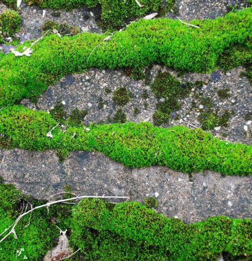 苔藓青苔