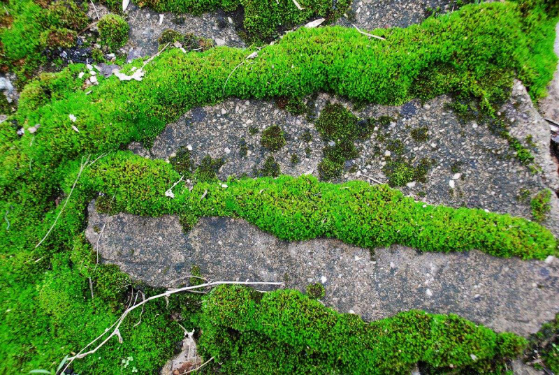 苔藓青苔