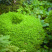 苔藓青苔