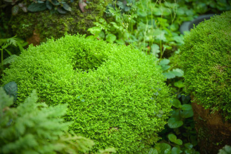 苔藓青苔