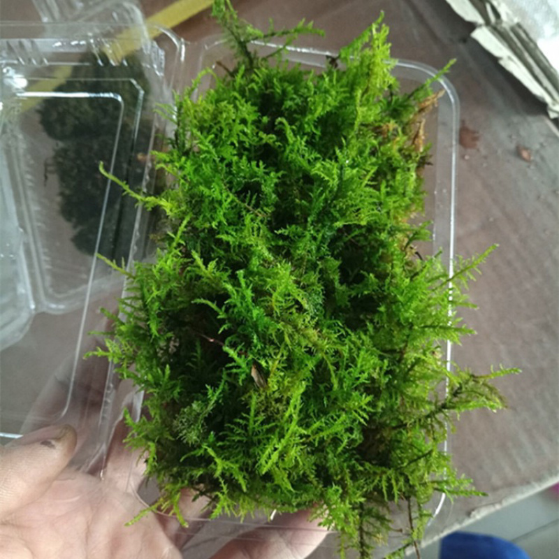 苔藓青苔