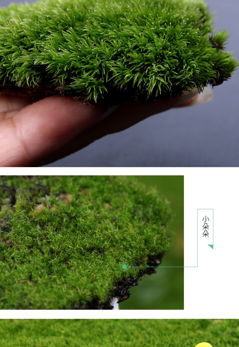 苔藓青苔