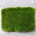 苔藓青苔