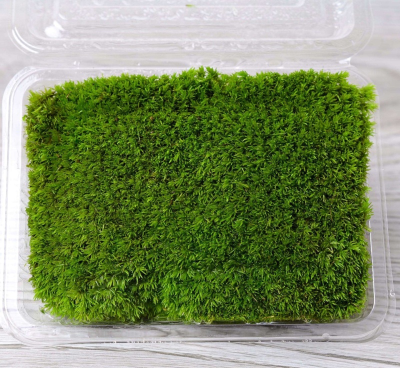 苔藓青苔