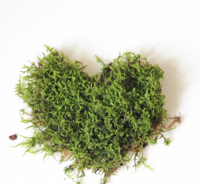 苔藓青苔