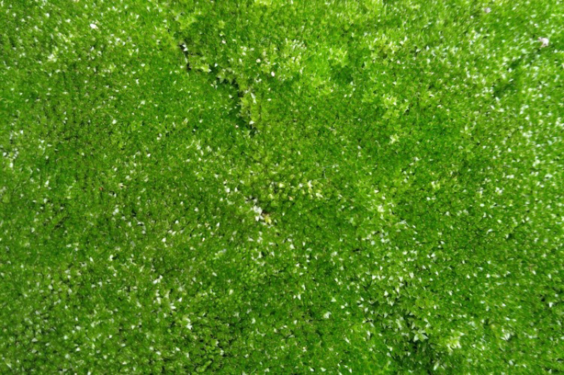 朵朵藓苔藓
